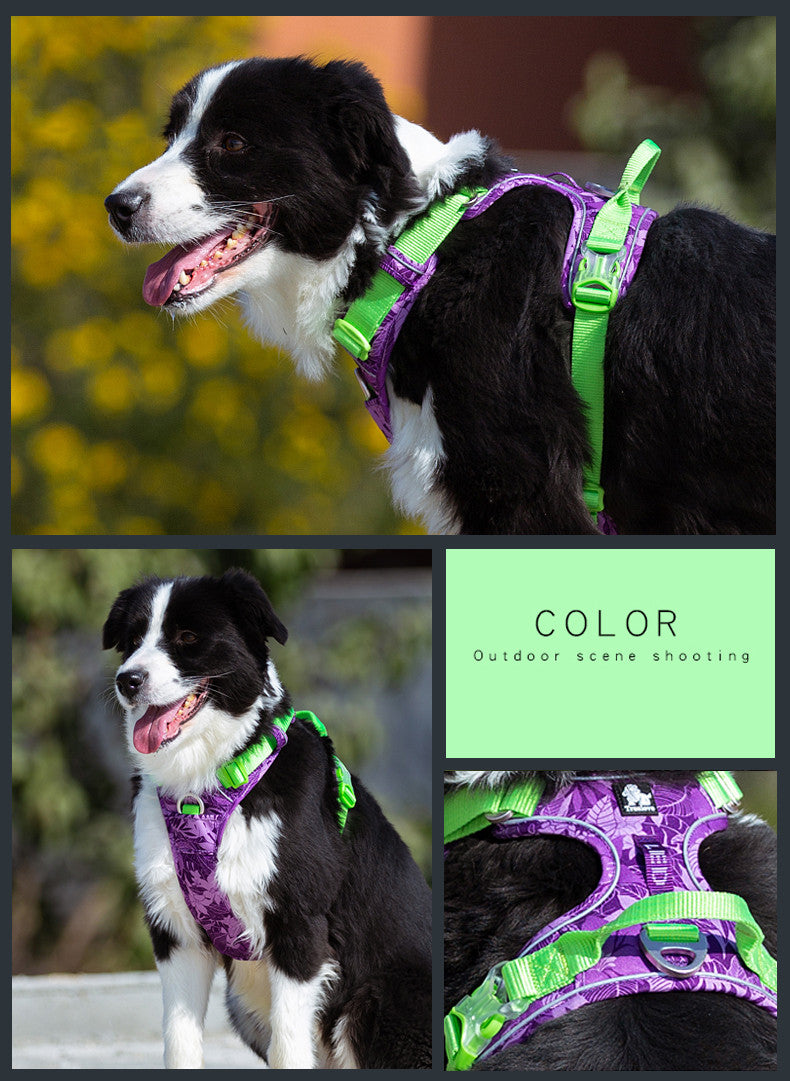 Dog leash and Chain Vest