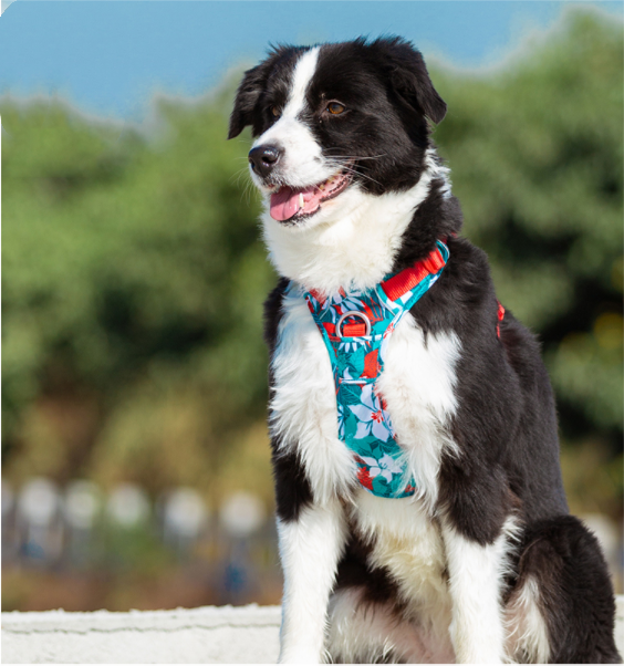 Dog leash and Chain Vest