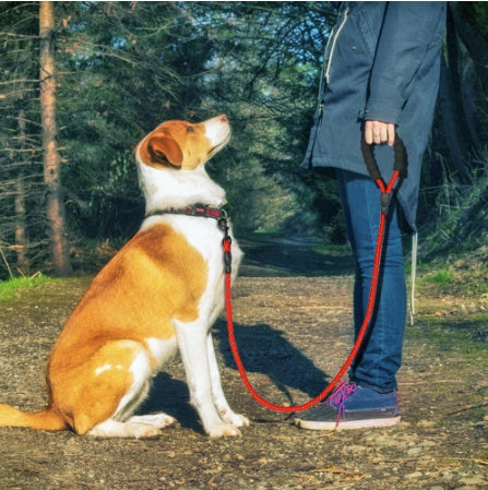 Effortless dog walking with Foam Handled Reflective Nylon Leash. Secure, durable, anti-slip handle. Invest in comfort. Shop Now!