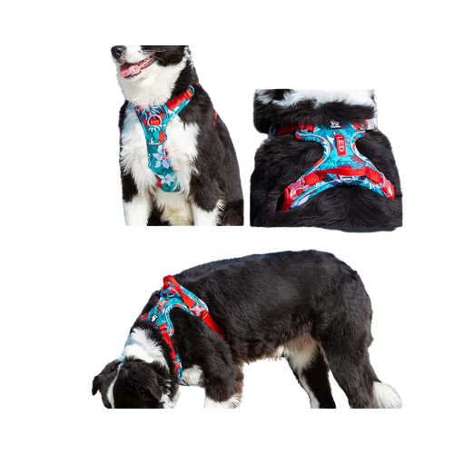 Dog leash and Chain Vest