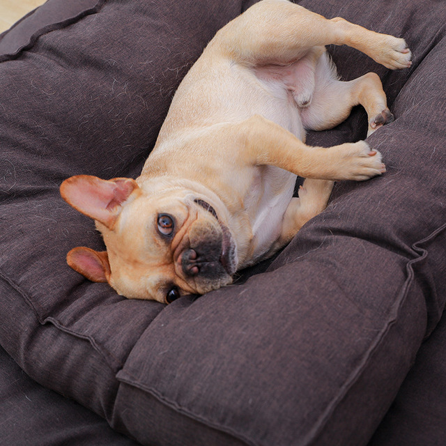 Cozy Dog bed, comfortable option for dogs