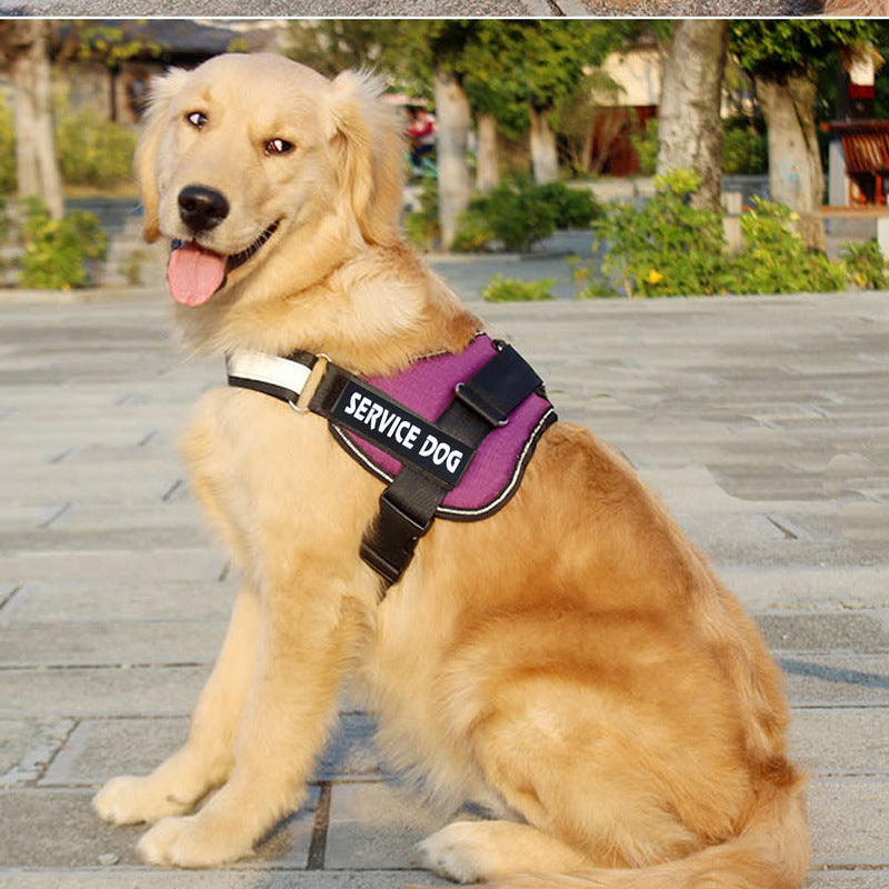 Labrador Dog Harness Leash Combo