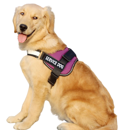 Labrador Dog Harness Leash Combo