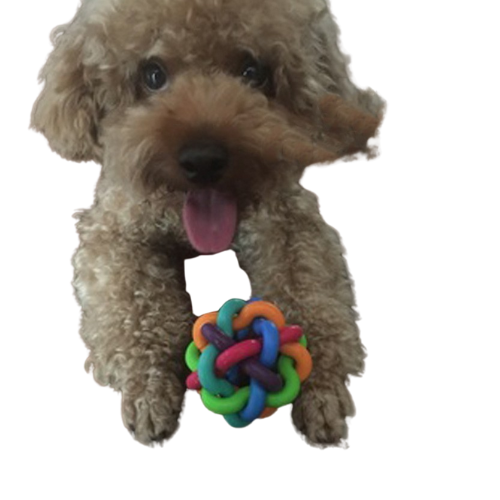 Elastic Rubber Dog Bell  Interactive Pet Toy Essential